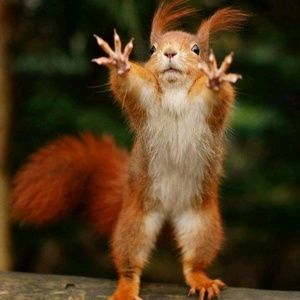 Meet your Posher, Allen